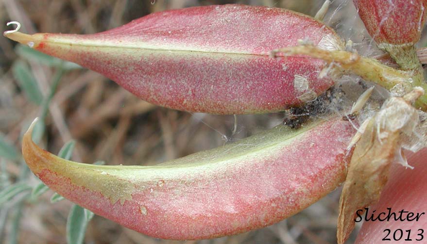 Dorsal view of 2 pods of Columbia Milk-vetch, Columbian Milk-vetch: Astragalus columbianus