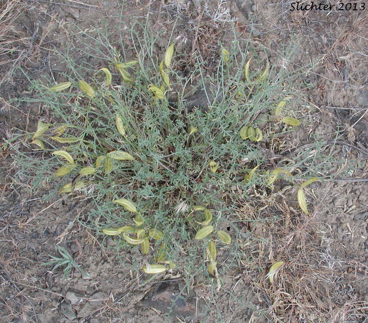 Columbia Milk-vetch, Columbian Milk-vetch: Astragalus columbianus