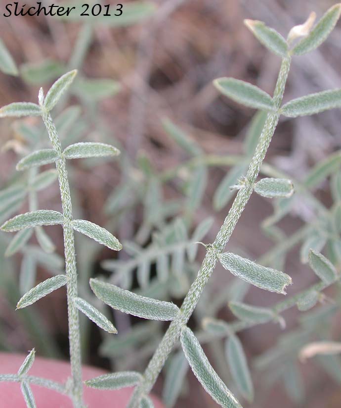 Pinnately compound leaves of Columbia Milk-vetch, Columbian Milk-vetch: Astragalus columbianus