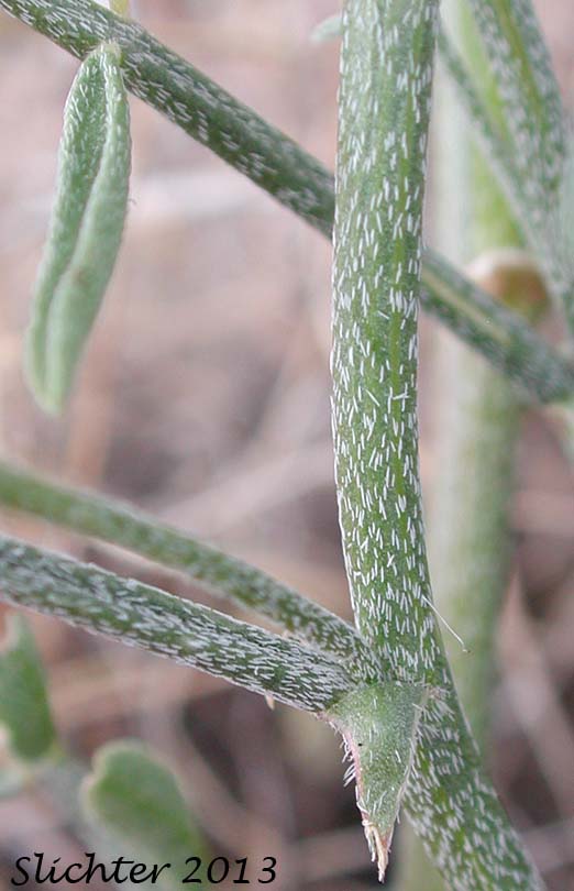 Leaf stipule (of mid-stem) of Columbia Milk-vetch, Columbian Milk-vetch: Astragalus columbianus