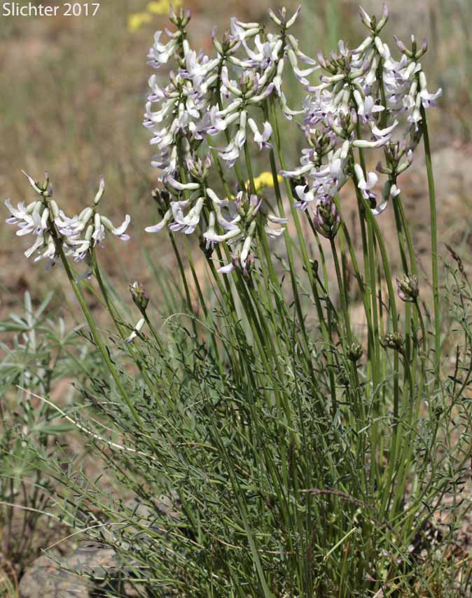 Basalt Milkvetch, Idaho Milkvetch, Idaho Milk-vetch, Stiff Milkvetch: Astragalus conjunctus var. conjunctus (Synonyms: Astragalus diversifolius var. campestris, Astragalus reventus var. conjunctus, Homalobus campestris)