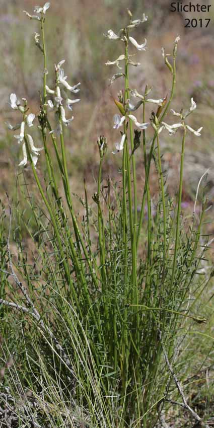 Basalt Milkvetch, Idaho Milkvetch, Idaho Milk-vetch, Stiff Milkvetch: Astragalus conjunctus var. conjunctus (Synonyms: Astragalus diversifolius var. campestris, Astragalus reventus var. conjunctus, Homalobus campestris)