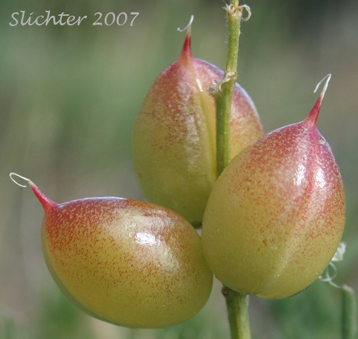 Glabrous fruits of Basalt Milkvetch, Idaho Milkvetch, Idaho Milk-vetch, Stiff Milkvetch: Astragalus conjunctus var. conjunctus (Synonyms: Astragalus diversifolius var. campestris, Astragalus reventus var. conjunctus, Homalobus campestris)