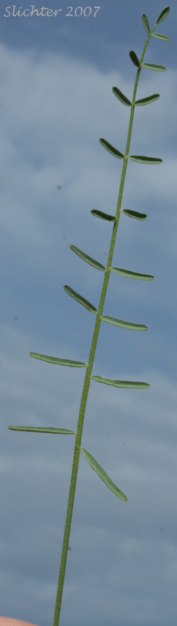 Pinnately compound leaf of Idaho Milkvetch, Idaho Milk-vetch: Astragalus conjunctus var. conjunctus (Synonyms: Astragalus diversifolius var. campestris, Astragalus reventus var. conjunctus, Homalobus campestris)