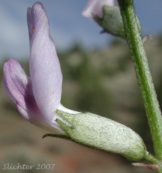 Close-up sideview of the corolla and calyx of Idaho Milkvetch, Idaho Milk-vetch: Astragalus conjunctus var. conjunctus (Synonyms: Astragalus diversifolius var. campestris, Astragalus reventus var. conjunctus, Homalobus campestris)