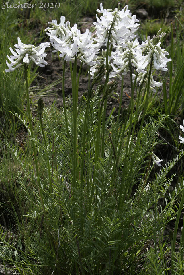 Idaho Milkvetch, Idaho Milk-vetch: Astragalus conjunctus var. conjunctus (Synonyms: Astragalus diversifolius var. campestris, Astragalus reventus var. conjunctus, Homalobus campestris)