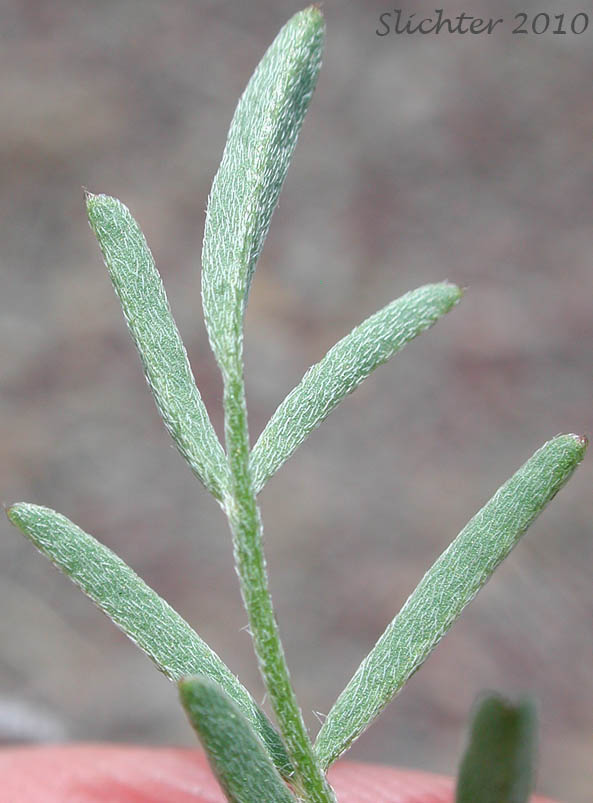 Terminal and lateral leaflets of Idaho Milkvetch, Idaho Milk-vetch: Astragalus conjunctus var. conjunctus (Synonyms: Astragalus diversifolius var. campestris, Astragalus reventus var. conjunctus, Homalobus campestris)