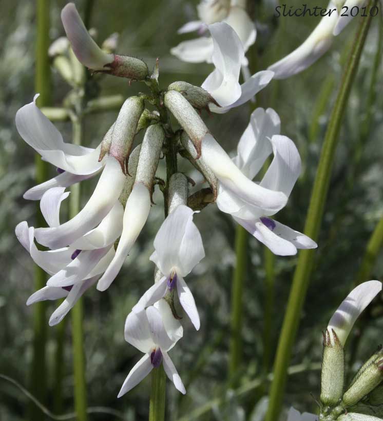Inflorescence of Basalt Milkvetch, Idaho Milkvetch, Idaho Milk-vetch, Stiff Milkvetch: Astragalus conjunctus var. conjunctus (Synonyms: Astragalus diversifolius var. campestris, Astragalus reventus var. conjunctus, Homalobus campestris)