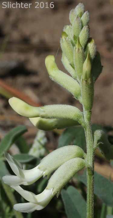 Raceme of Sickle Milkvetch, Sickle Milk-vetch: Astragalus curvicarpus var. curvicarpus (Synonyms: Astragalus gibbsii, Astragalus speirocarpus, Astragalus whitedii, Astragalus whitedii var. whitedii)