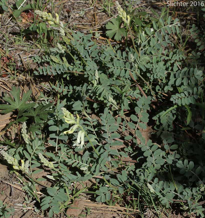 Sickle Milkvetch, Sickle Milk-vetch: Astragalus curvicarpus var. curvicarpus (Synonyms: Astragalus gibbsii, Astragalus speirocarpus, Astragalus whitedii, Astragalus whitedii var. whitedii)