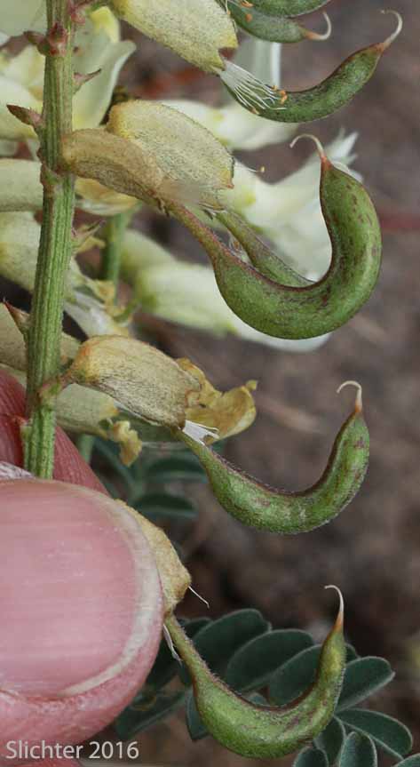 Curved fruits of Sickle Milkvetch, Sickle Milk-vetch: Astragalus curvicarpus var. curvicarpus (Synonyms: Astragalus gibbsii, Astragalus speirocarpus, Astragalus whitedii, Astragalus whitedii var. whitedii)
