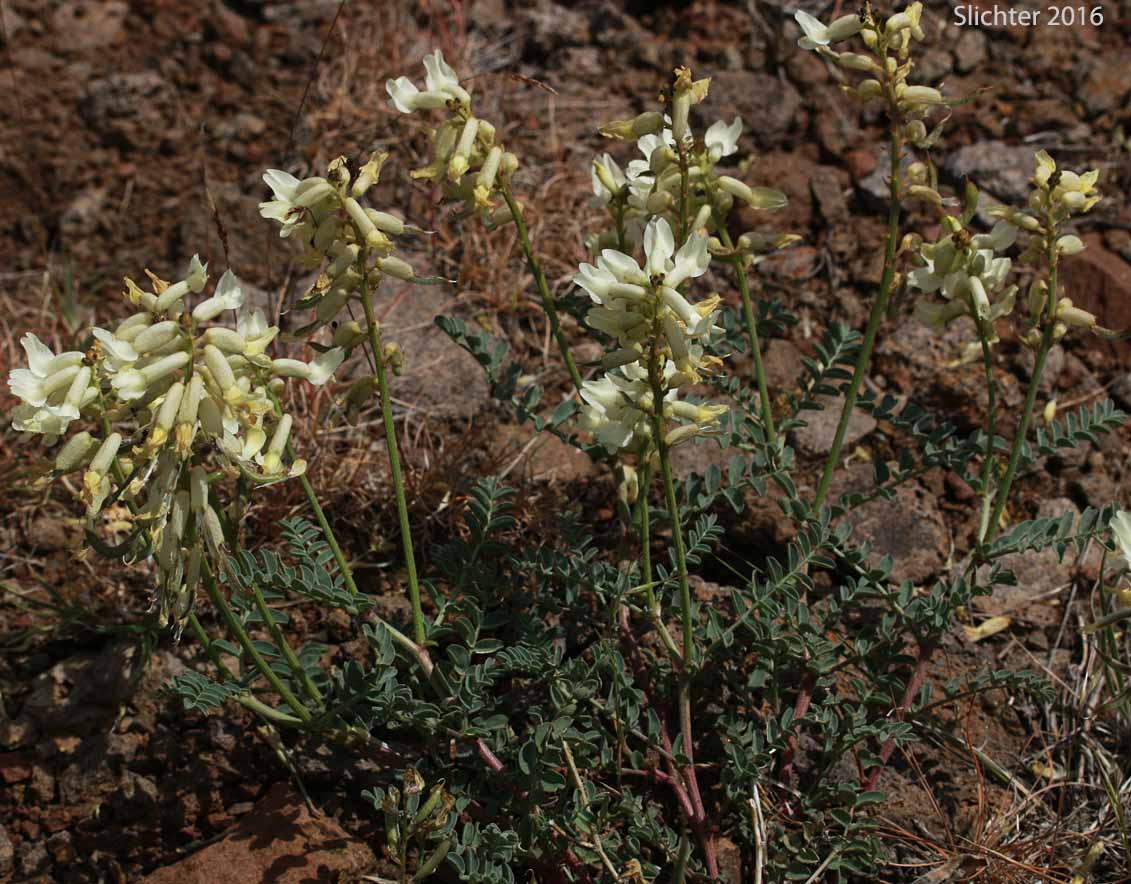 Sickle Milkvetch, Sickle Milk-vetch: Astragalus curvicarpus var. curvicarpus (Synonyms: Astragalus gibbsii, Astragalus speirocarpus, Astragalus whitedii, Astragalus whitedii var. whitedii)
