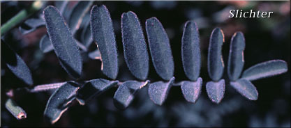Leaf of Sickle Milk-vetch: Astragalus curvicarpus var. curvicarpus