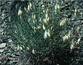 Cusick's Milkvetch, Cusick's Milk-vetch Astragalus cusickii var. cusickii