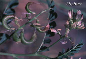 Curved fruits of Humboldt River Milk-vetch, Violet Milkvetch: Astragalus iodanthus var. diaphanoides (Synonym: Astragalus iodanthus var. vipereus)