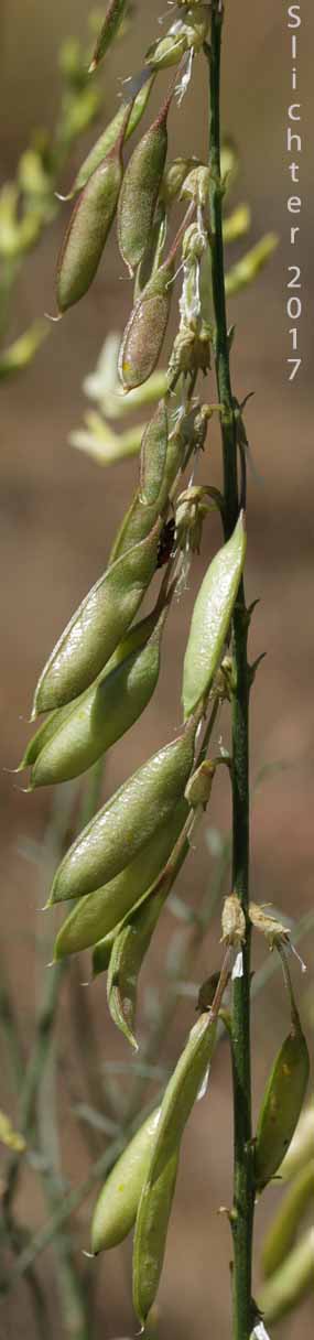 Seed pods of Basalt Milkvetch, Basalt Milk-vetch, Threadstalk Milkvetch, Threadstalk Milk-vetch: Astragalus filipes (Synonyms: Astragalus filipes var. residuus, Astragalus macgregorii, Astragalus stenophyllus, Astragalus stenophyllus var. filipes, Astragalus stenophyllus var. stenophyllus)