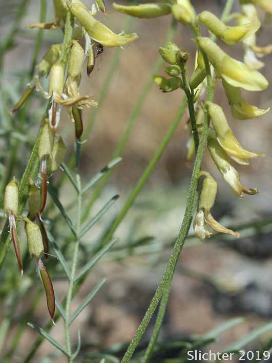 Basalt Milkvetch, Basalt Milk-vetch, Threadstalk Milkvetch, Threadstalk Milk-vetch: Astragalus filipes (Synonyms: Astragalus filipes var. residuus, Astragalus macgregorii, Astragalus stenophyllus, Astragalus stenophyllus var. filipes, Astragalus stenophyllus var. stenophyllus)
