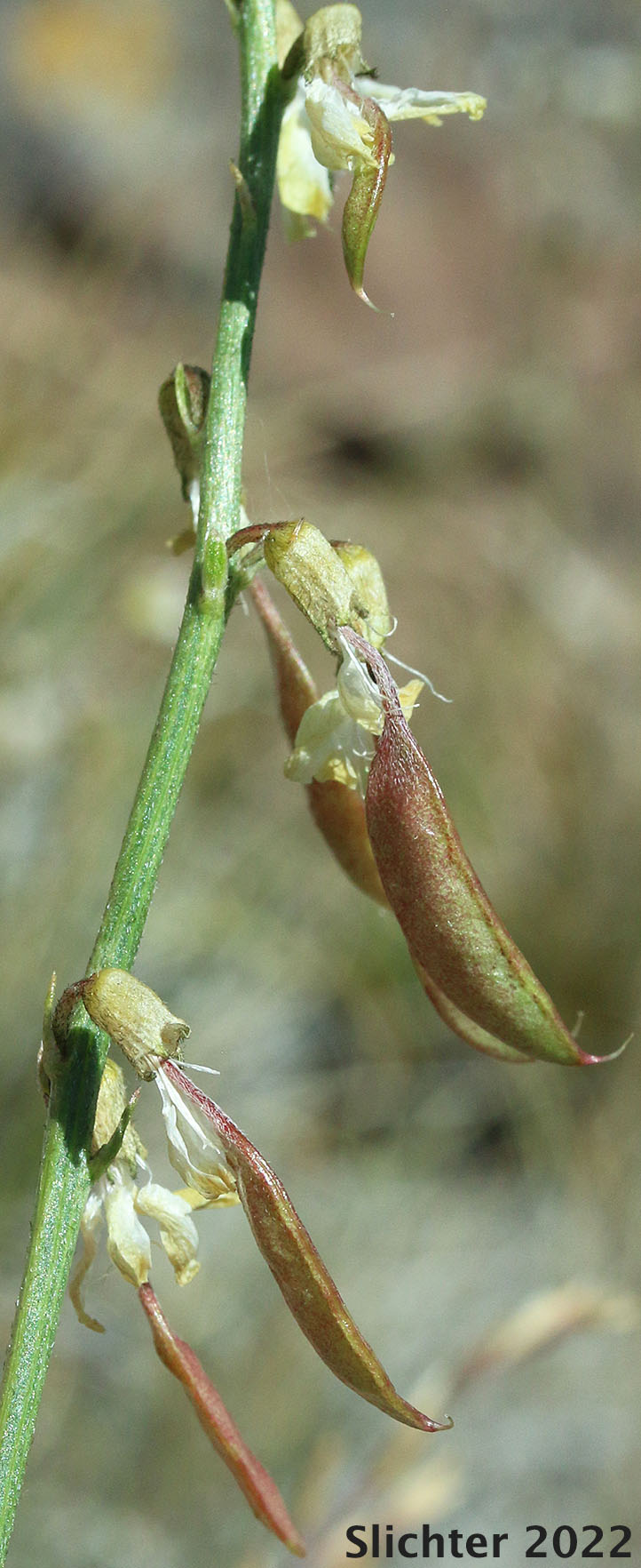 Fruits of Basalt Milkvetch, Basalt Milk-vetch, Threadstalk Milkvetch, Threadstalk Milk-vetch: Astragalus filipes (Synonyms: Astragalus filipes var. residuus, Astragalus macgregorii, Astragalus stenophyllus, Astragalus stenophyllus var. filipes, Astragalus stenophyllus var. stenophyllus)