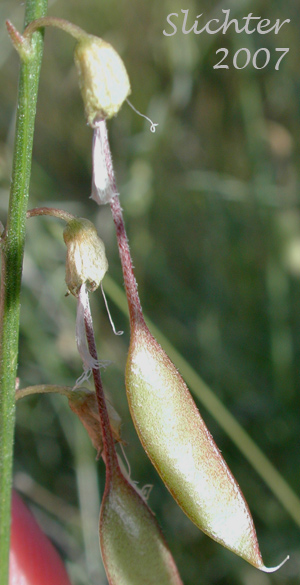 Fruit of Basalt Milkvetch, Basalt Milk-vetch, Threadstalk Milkvetch, Threadstalk Milk-vetch: Astragalus filipes (Synonyms: Astragalus filipes var. residuus, Astragalus macgregorii, Astragalus stenophyllus, Astragalus stenophyllus var. filipes, Astragalus stenophyllus var. stenophyllus)