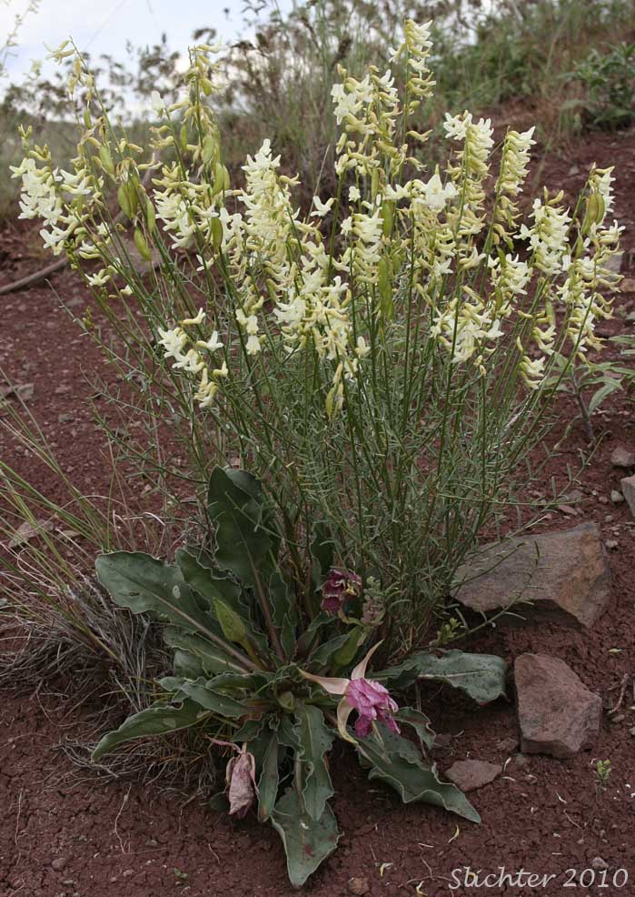 Basalt Milkvetch, Basalt Milk-vetch, Threadstalk Milkvetch, Threadstalk Milk-vetch: Astragalus filipes (Synonyms: Astragalus filipes var. residuus, Astragalus macgregorii, Astragalus stenophyllus, Astragalus stenophyllus var. filipes, Astragalus stenophyllus var. stenophyllus)