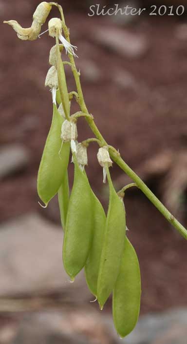 Pendant pods of Basalt Milkvetch, Basalt Milk-vetch, Threadstalk Milkvetch, Threadstalk Milk-vetch: Astragalus filipes (Synonyms: Astragalus filipes var. residuus, Astragalus macgregorii, Astragalus stenophyllus, Astragalus stenophyllus var. filipes, Astragalus stenophyllus var. stenophyllus)