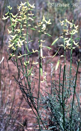 Basalt Milkvetch, Basalt Milk-vetch, Threadstalk Milkvetch, Threadstalk Milk-vetch: Astragalus filipes (Synonyms: Astragalus filipes var. residuus, Astragalus macgregorii, Astragalus stenophyllus, Astragalus stenophyllus var. filipes, Astragalus stenophyllus var. stenophyllus)