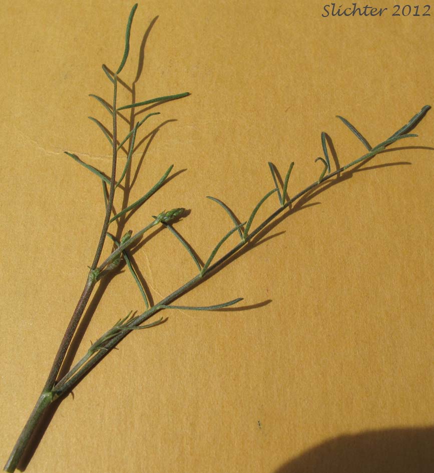 Stem leaves and flower buds of Basalt Milkvetch, Basalt Milk-vetch, Threadstalk Milkvetch, Threadstalk Milk-vetch: Astragalus filipes (Synonyms: Astragalus filipes var. residuus, Astragalus macgregorii, Astragalus stenophyllus, Astragalus stenophyllus var. filipes, Astragalus stenophyllus var. stenophyllus)