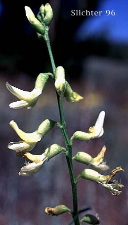 Inflorescence of Basalt Milkvetch, Basalt Milk-vetch, Threadstalk Milkvetch, Threadstalk Milk-vetch: Astragalus filipes (Synonyms: Astragalus filipes var. residuus, Astragalus macgregorii, Astragalus stenophyllus, Astragalus stenophyllus var. filipes, Astragalus stenophyllus var. stenophyllus)
