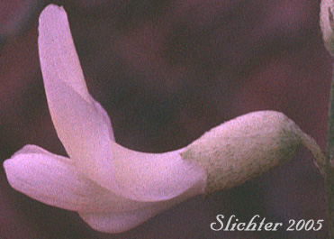Flower of Basalt Milkvetch, Basalt Milk-vetch, Threadstalk Milkvetch, Threadstalk Milk-vetch: Astragalus filipes (Synonyms: Astragalus filipes var. residuus, Astragalus macgregorii, Astragalus stenophyllus, Astragalus stenophyllus var. filipes, Astragalus stenophyllus var. stenophyllus)