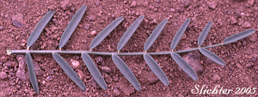 Leaf of Basalt Milkvetch, Basalt Milk-vetch, Threadstalk Milkvetch, Threadstalk Milk-vetch: Astragalus filipes (Synonyms: Astragalus filipes var. residuus, Astragalus macgregorii, Astragalus stenophyllus, Astragalus stenophyllus var. filipes, Astragalus stenophyllus var. stenophyllus)