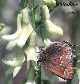 Inflorescence of Basalt Milkvetch, Basalt Milk-vetch, Threadstalk Milkvetch, Threadstalk Milk-vetch: Astragalus filipes (Synonyms: Astragalus filipes var. residuus, Astragalus macgregorii, Astragalus stenophyllus, Astragalus stenophyllus var. filipes, Astragalus stenophyllus var. stenophyllus)