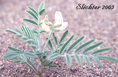 Geyer's Milkvetch, Geyer's Milk-vetch: Astragalus geyeri (Synonym: Astragalus geyeri var. geyeri)