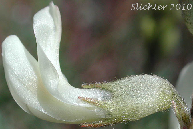 Close-up sideview of the corolla and calyx of Howell's Milkvetch, Howell's Milk-vetch: Astragalus howellii (Synonym: Astragalus misellus var. howellii)