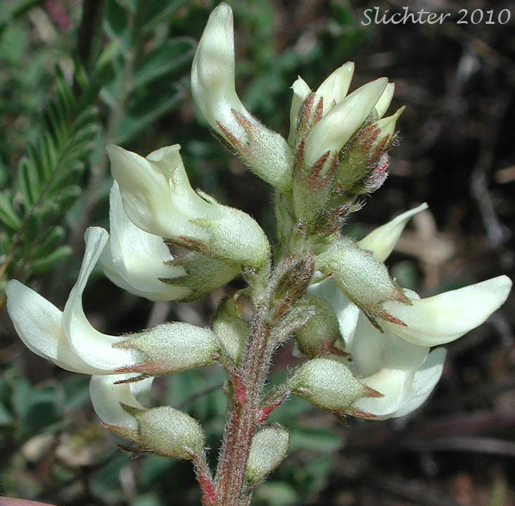 Close-up of the inflorescence of Howell's Milkvetch, Howell's Milk-vetch: Astragalus howellii (Synonym: Astragalus misellus var. howellii)
