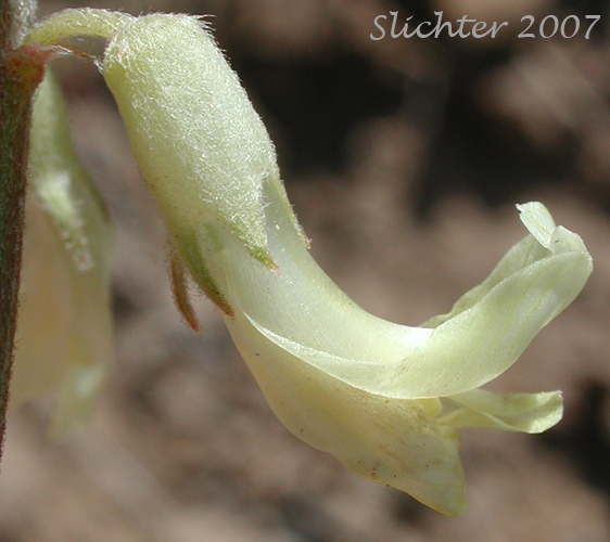 Close-up sideview of the calyx and corolla of Howell's Milkvetch, Howell's Milk-vetch: Astragalus howellii (Synonym: Astragalus misellus var. howellii)