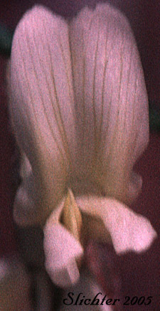 Frontal view of the flower of Howell's Milkvetch, Howell's Milk-vetch: Astragalus howellii (Synonym: Astragalus misellus var. howellii)