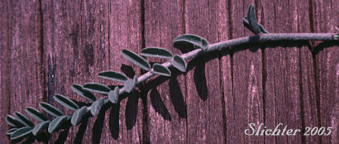 Pinnately compound leaf of Howell's Milkvetch, Howell's Milk-vetch: Astragalus howellii (Synonym: Astragalus misellus var. howellii)