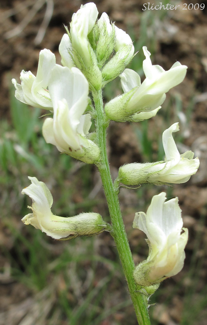 Inflorescence of Leiberg's Milkvetch, Leiberg's Milk-vetch: Astragalus leibergii (Synonym: Astragalus arrectus var. leibergii)