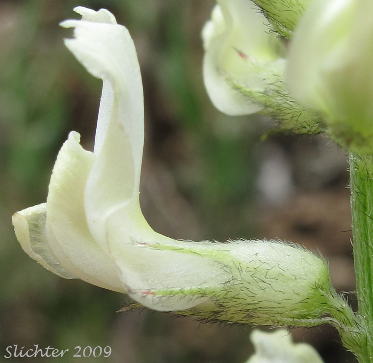 Corolla and calyx of Leiberg's Milkvetch, Leiberg's Milk-vetch: Astragalus leibergii (Synonym: Astragalus arrectus var. leibergii)