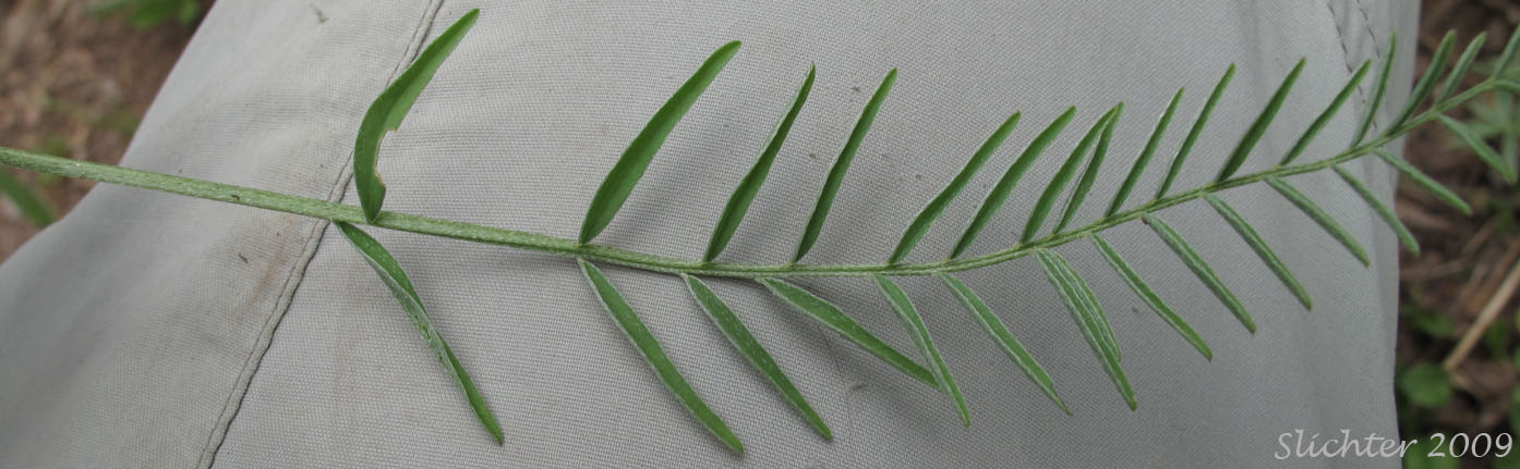 Pinnately compound leaf of Leiberg's Milkvetch, Leiberg's Milk-vetch: Astragalus leibergii (Synonym: Astragalus arrectus var. leibergii)