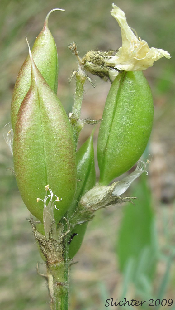 Fruits of Leiberg's Milkvetch, Leiberg's Milk-vetch: Astragalus leibergii (Synonym: Astragalus arrectus var. leibergii)