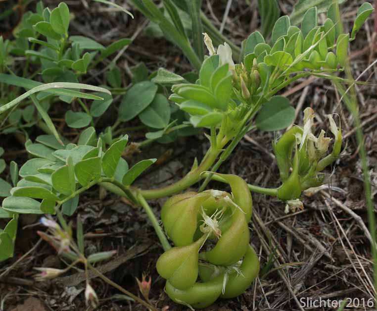 Fruits and leaves of Broadleaf Milkvetch, Papery Freckled Milkvetch: Astragalus lentiginosus var. chartaceus (Synonym: Astragalus lentiginosus var. platyphyllidius)