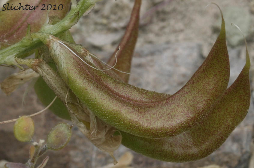 Pods of Broadleaf Milkvetch, Papery Freckled Milkvetch: Astragalus lentiginosus var. chartaceus (Synonym: Astragalus lentiginosus var. platyphyllidius)