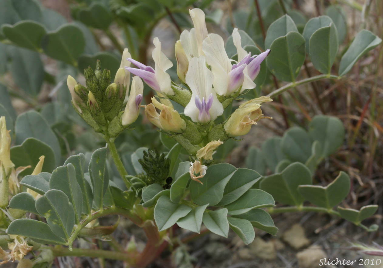 Broadleaf Milkvetch, Papery Freckled Milkvetch: Astragalus lentiginosus var. chartaceus (Synonym: Astragalus lentiginosus var. platyphyllidius)