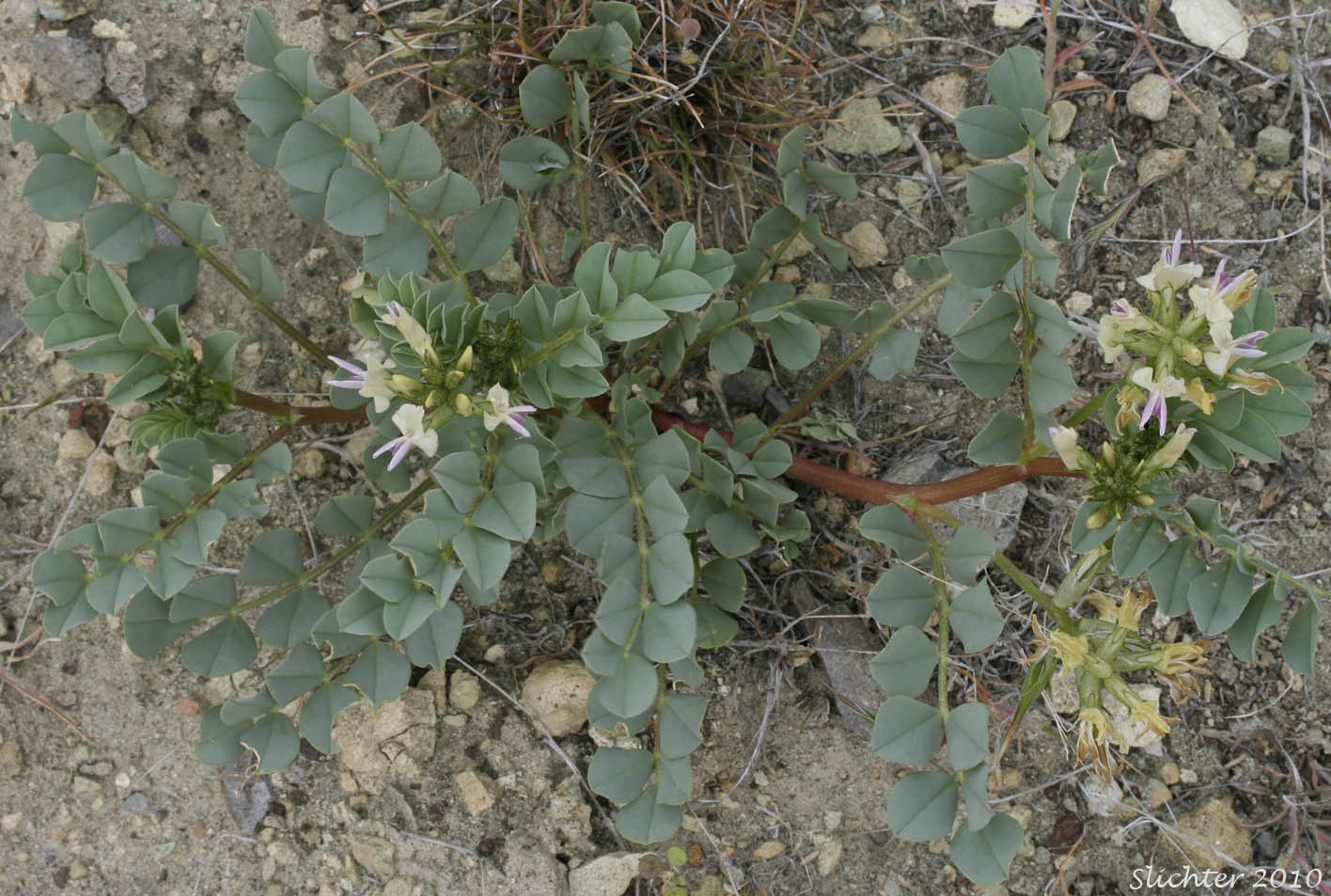 Broadleaf Milkvetch, Papery Freckled Milkvetch: Astragalus lentiginosus var. chartaceus (Synonym: Astragalus lentiginosus var. platyphyllidius)