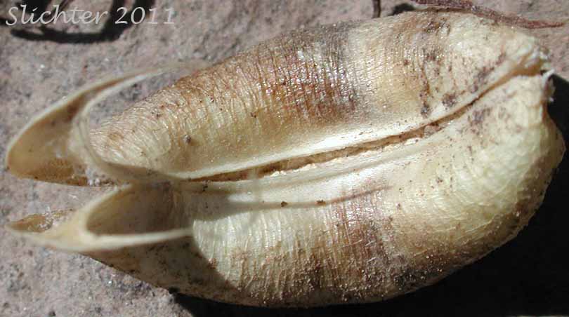 Dorsal view of a seed pod of Broadleaf Milkvetch, Papery Freckled Milkvetch: Astragalus lentiginosus var. chartaceus (Synonym: Astragalus lentiginosus var. platyphyllidius)