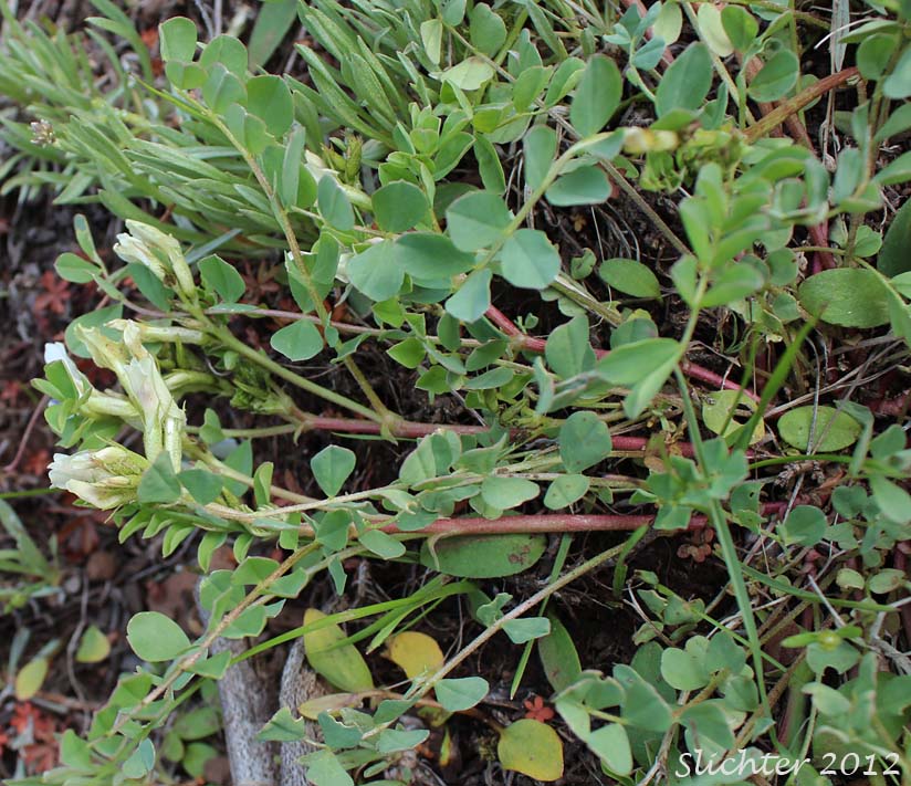 Broadleaf Milkvetch, Papery Freckled Milkvetch: Astragalus lentiginosus var. chartaceus (Synonym: Astragalus lentiginosus var. platyphyllidius)