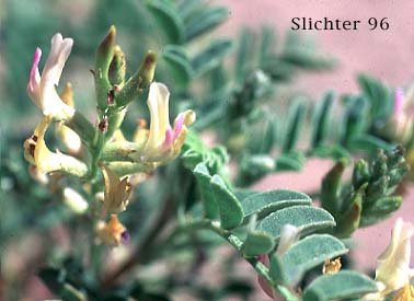 Freckled Milkvetch, Freckled Milk-vetch, Specklepod Milkvetch, Specklepod Milk-vetch: Astragalus lentiginosus