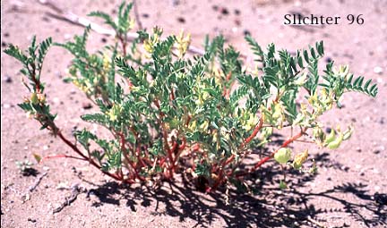 Freckled Milkvetch, Freckled Milk-vetch, Specklepod Milkvetch, Specklepod Milk-vetch: Astragalus lentiginosus