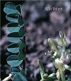 Freckled Milkvetch, Freckled Milk-vetch, Specklepod Milkvetch, Specklepod Milk-vetch: Astragalus lentiginosus
